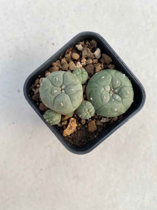 Lophophora williamsii size 4-5 cm ownroot