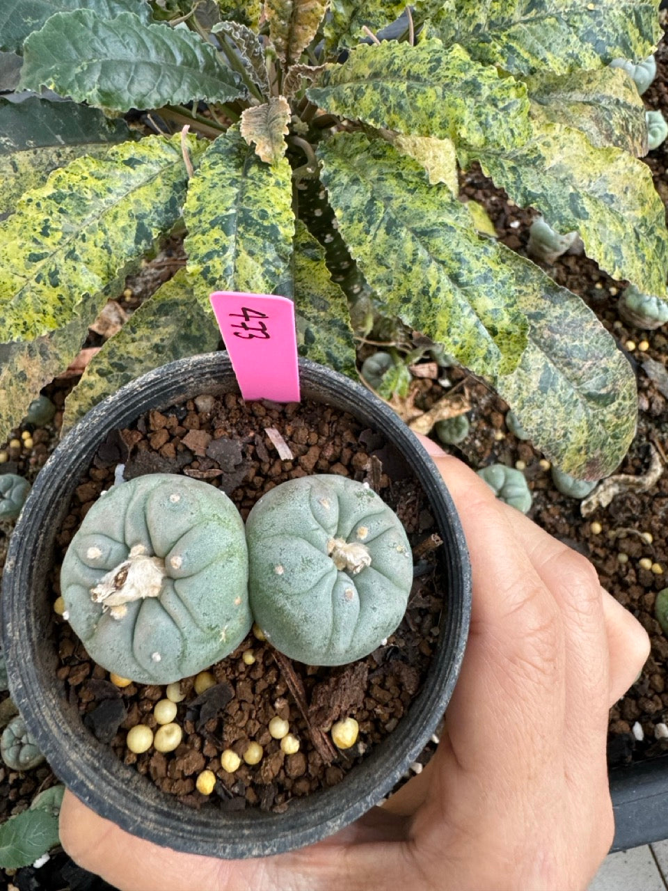 Lophophora Fricii Twin size 5-6 cm own root