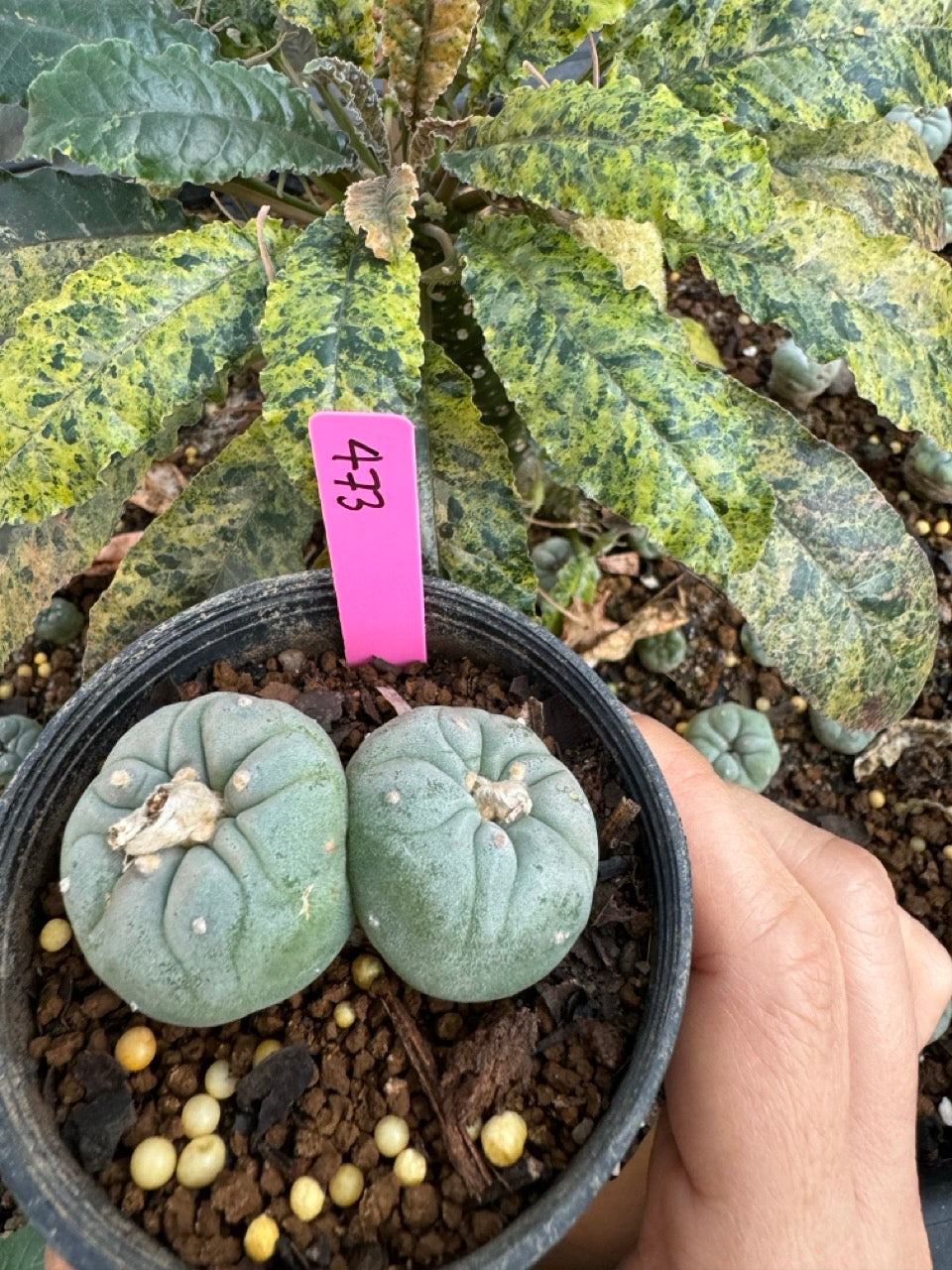 Lophophora Fricii Twin size 5-6 cm own root