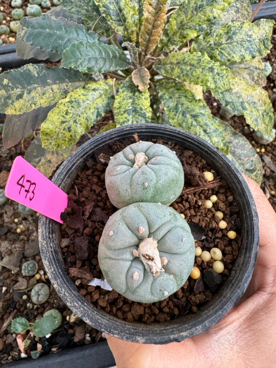 Lophophora Fricii Twin size 5-6 cm own root