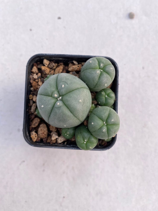 Lophophora williamsii size 4-5 cm ownroot