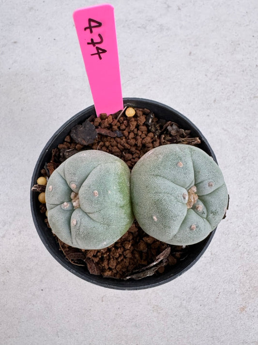 Lophophora Fricii Twin size 5-6 cm own root