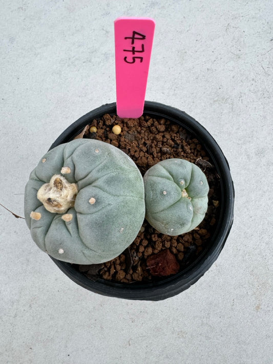 Lophophora Fricii Twin size 5-6 cm own root