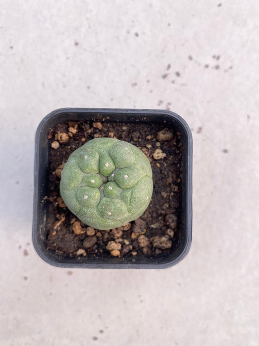 Lophophora williamsii size 4-5 cm ownroot