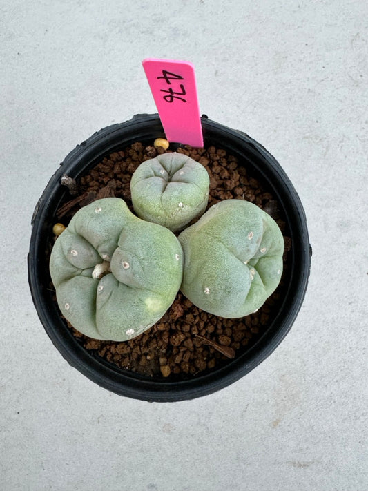 Lophophora Fricii Twin size 5-6 cm own root