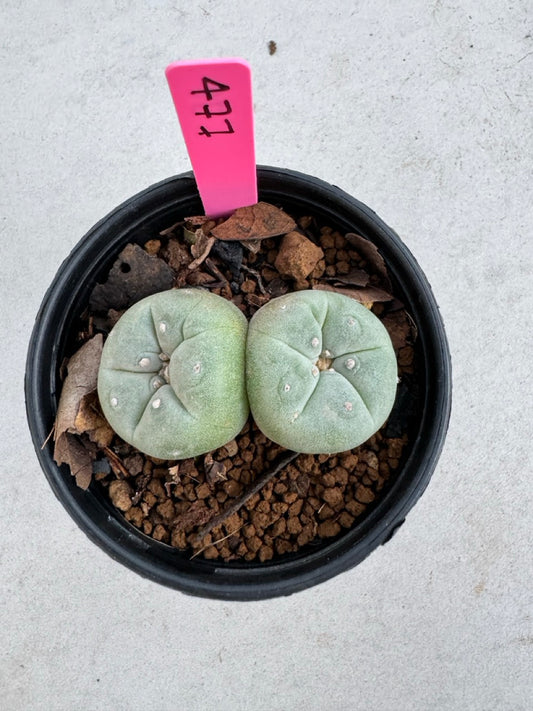 Lophophora Fricii Twin size 5-6 cm own root