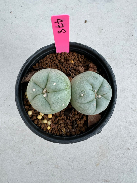 Lophophora Fricii Twin size 5-6 cm own root