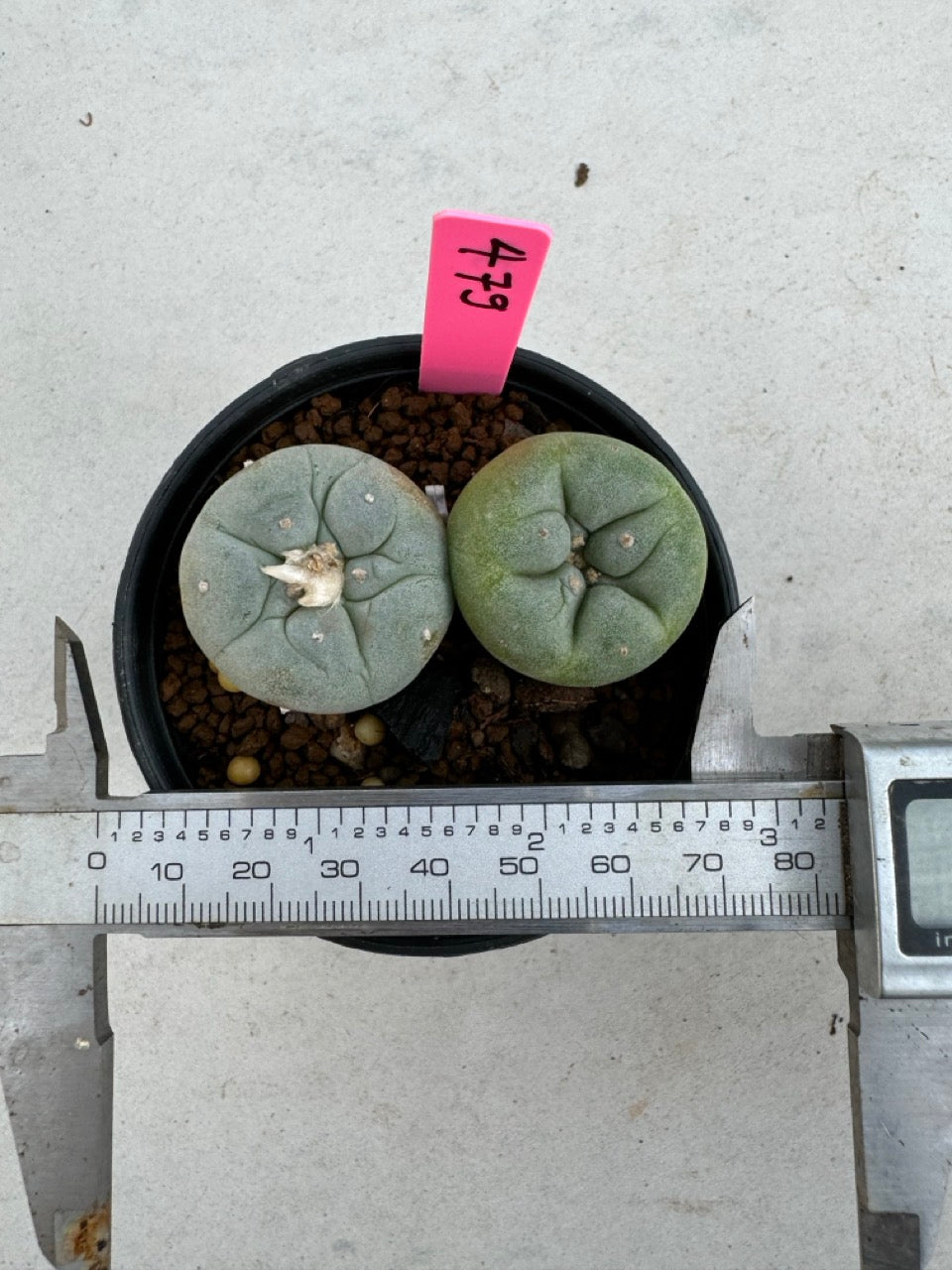 Lophophora Fricii Twin size 5-6 cm own root