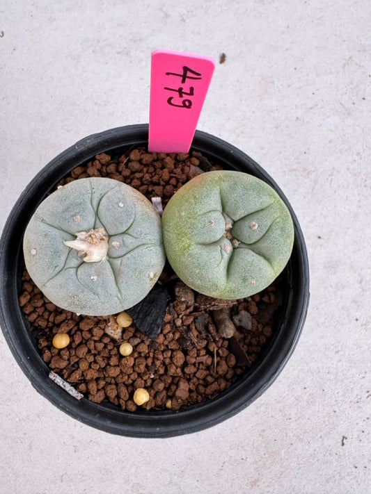 Lophophora Fricii Twin size 5-6 cm own root