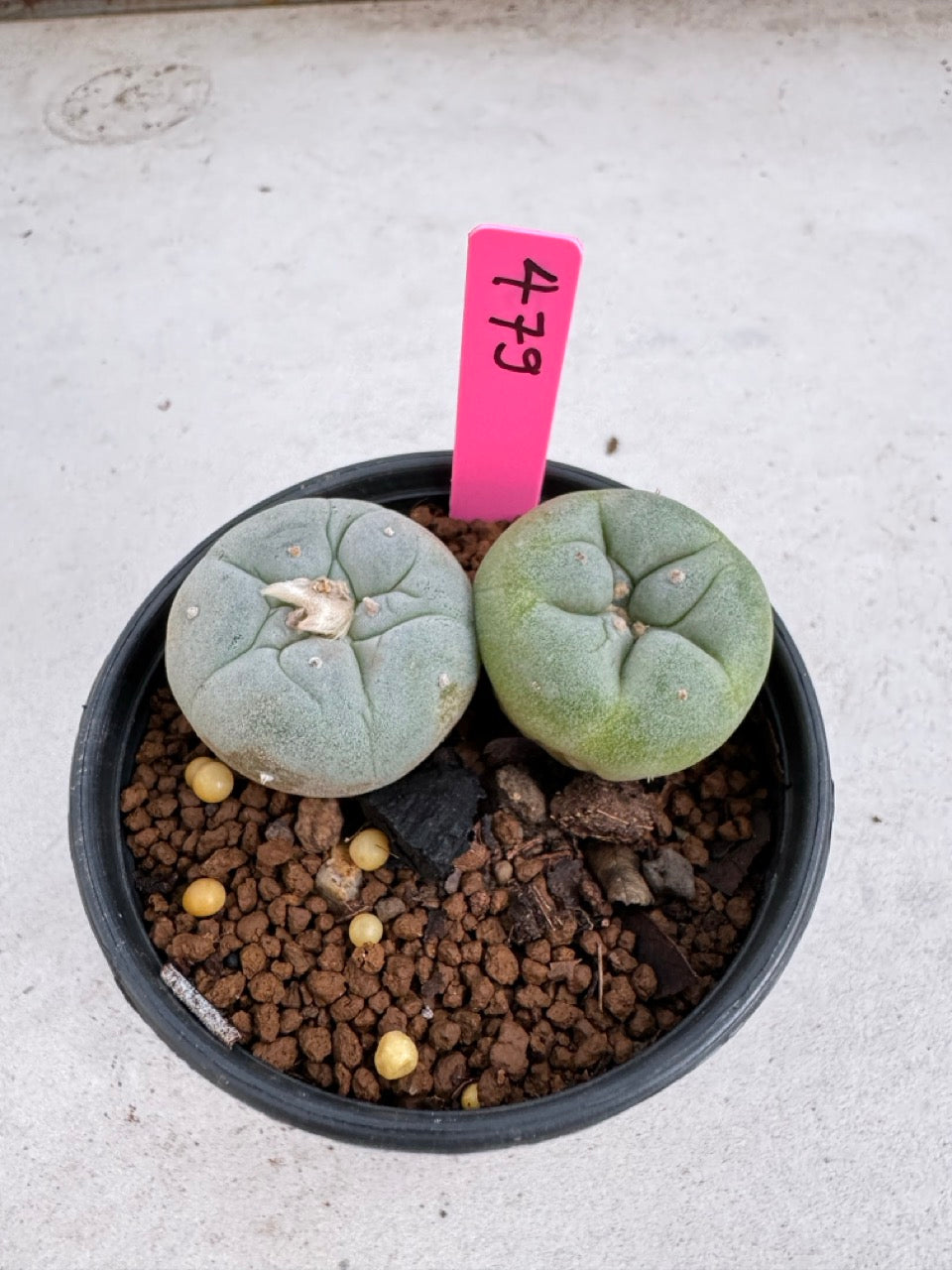 Lophophora Fricii Twin size 5-6 cm own root