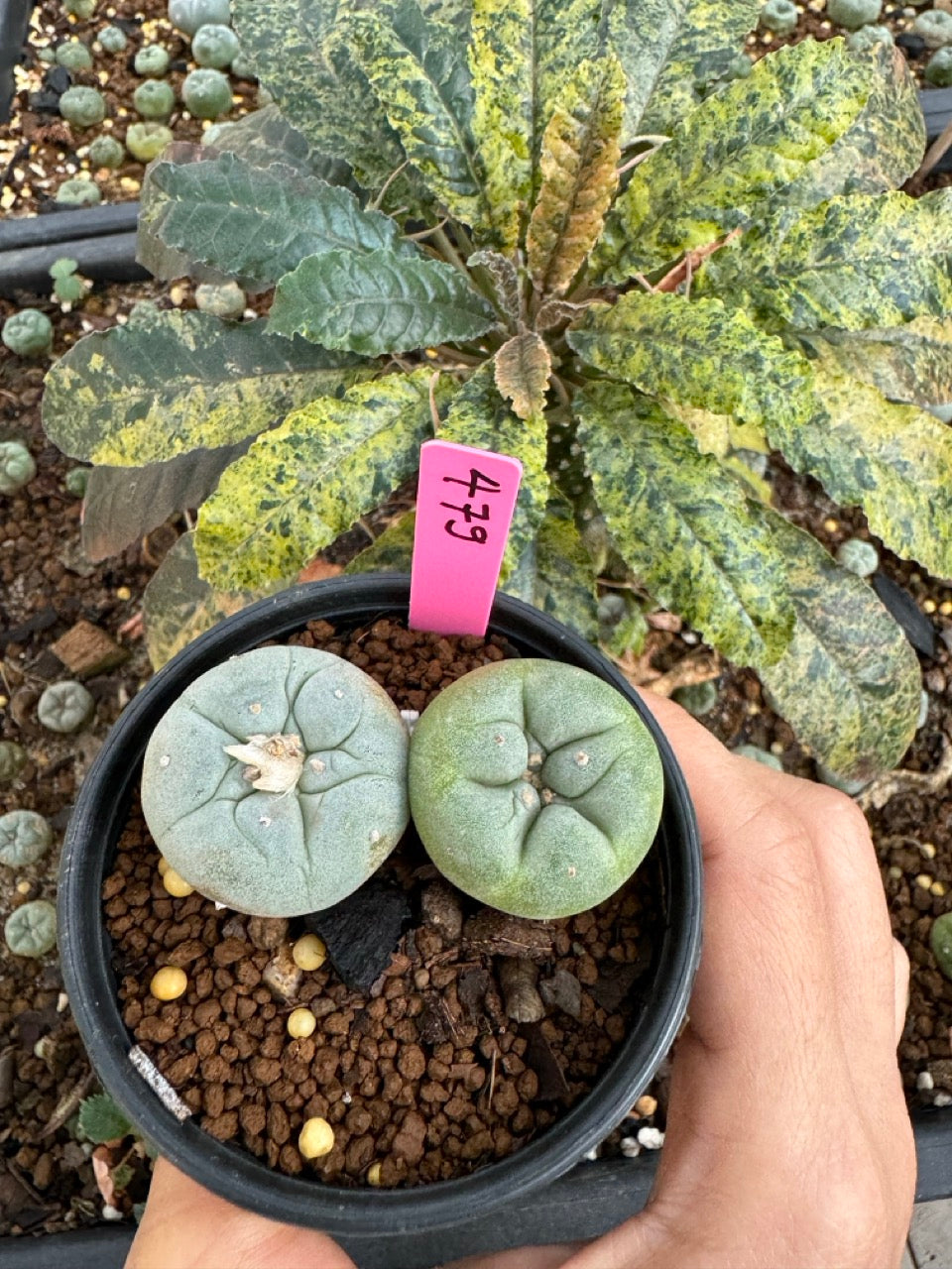 Lophophora Fricii Twin size 5-6 cm own root