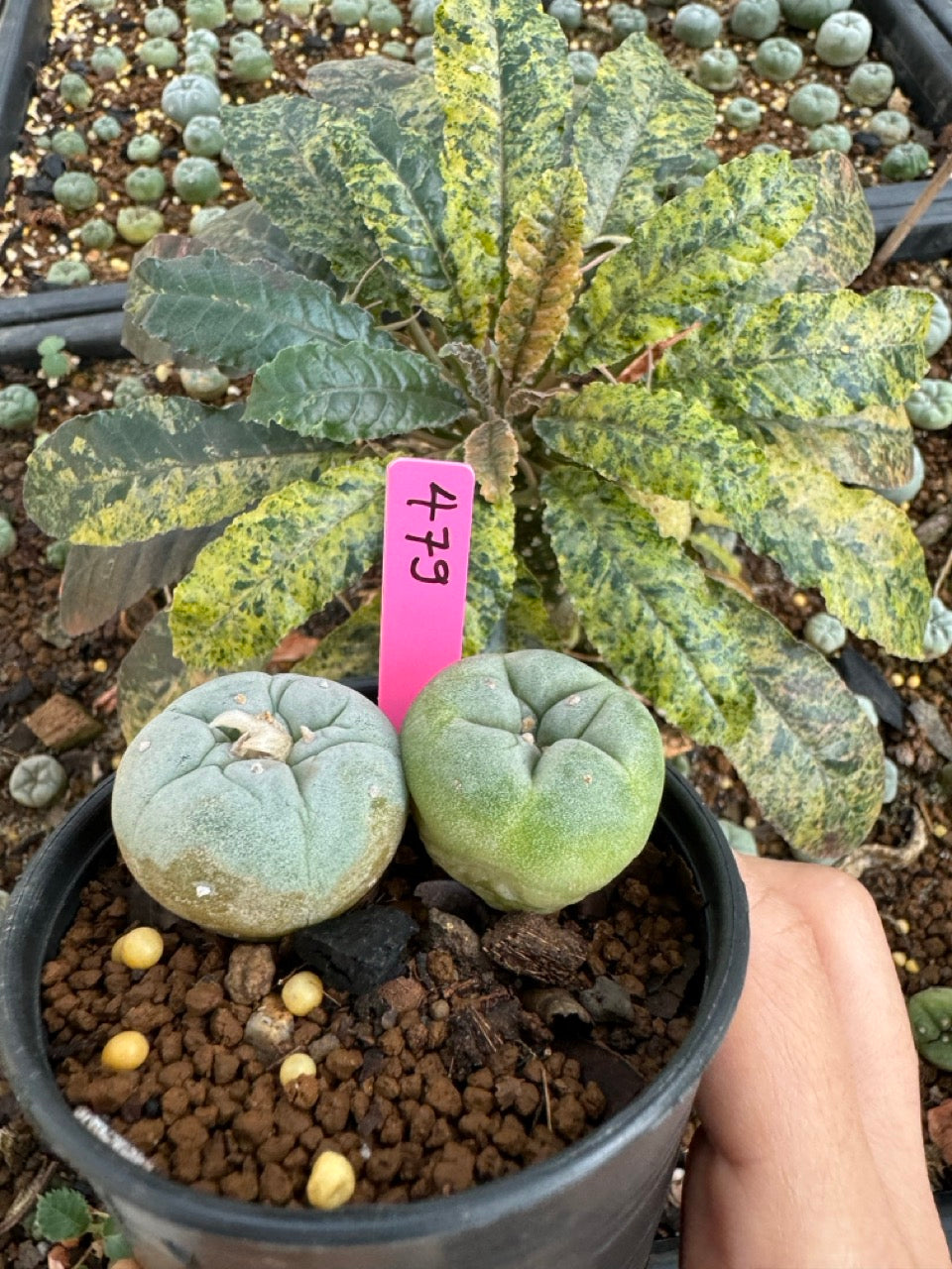 Lophophora Fricii Twin size 5-6 cm own root