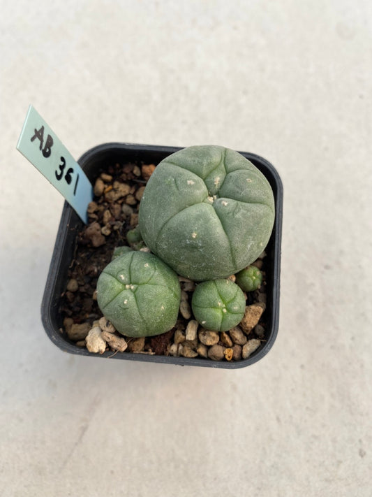 Lophophora williamsii size 4-5 cm ownroot