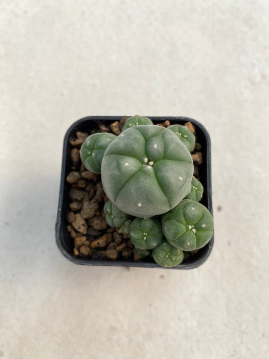 Lophophora williamsii size 4-5 cm ownroot