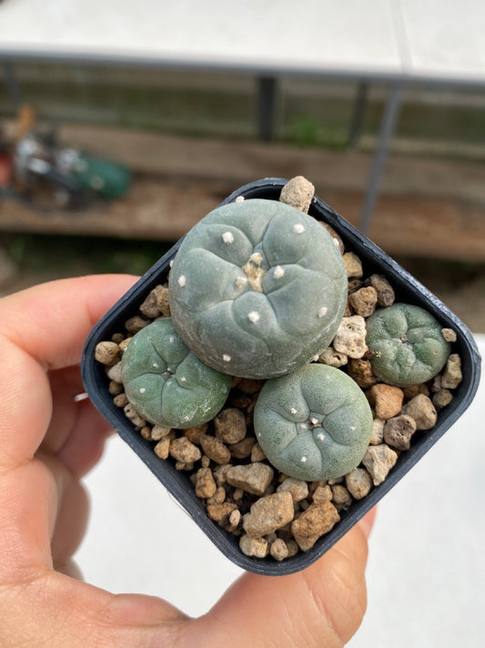 Lophophora williamsii size 4-5 cm ownroot