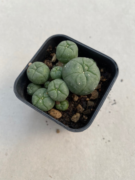 Lophophora williamsii size 4-5 cm ownroot