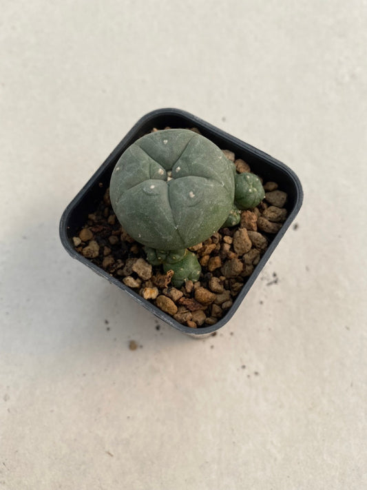 Lophophora williamsii size 4-5 cm ownroot