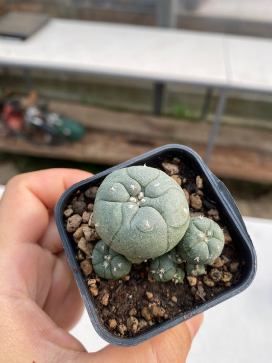 Lophophora williamsii size 4-5 cm ownroot