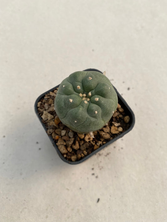 Lophophora williamsii size 4-5 cm ownroot