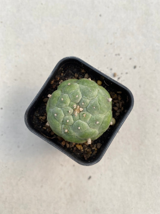 Lophophora williamsii size 4-5 cm ownroot