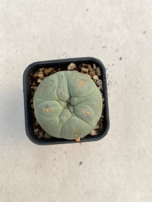 Lophophora williamsii size 4-5 cm ownroot