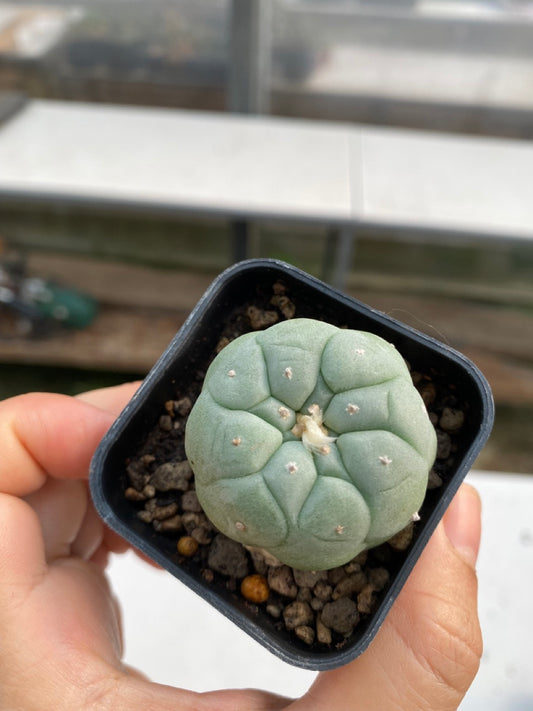 Lophophora williamsii size 4-5 cm ownroot