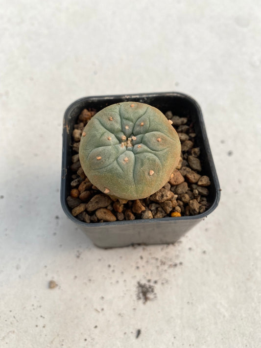 Lophophora williamsii size 4-5 cm ownroot