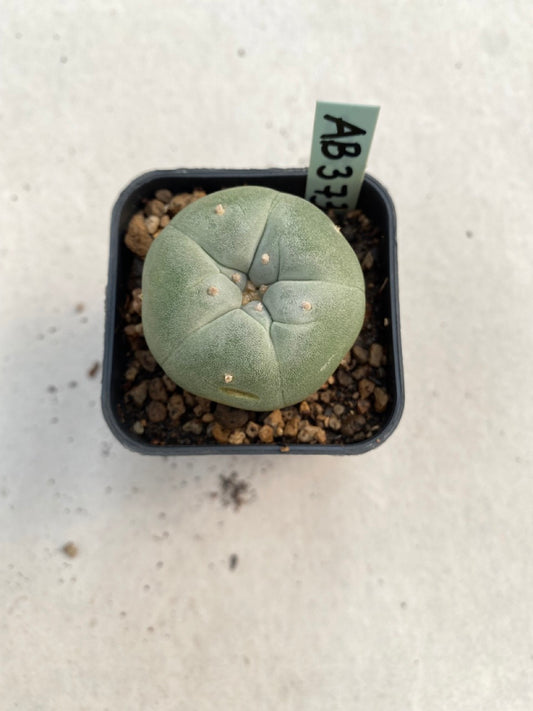 Lophophora williamsii size 4-5 cm ownroot