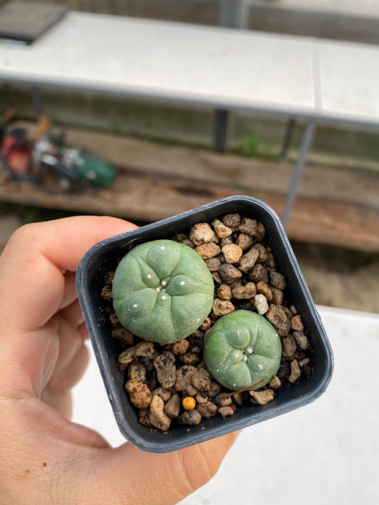 Lophophora williamsii size 4-5 cm ownroot