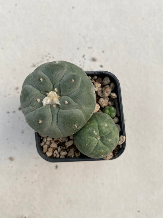 Lophophora williamsii size 4-5 cm ownroot