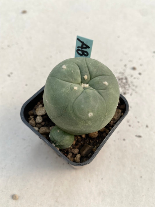 Lophophora williamsii size 4-5 cm ownroot