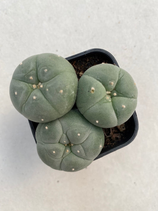 Lophophora williamsii size 4-5 cm ownroot