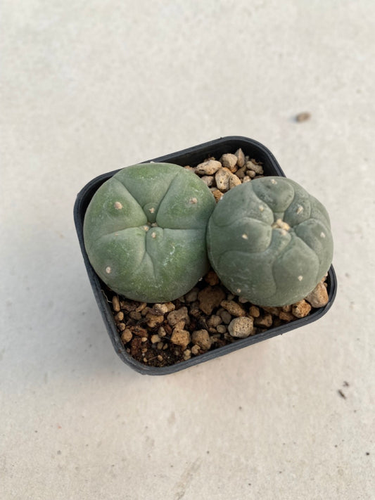 Lophophora williamsii size 4-5 cm ownroot