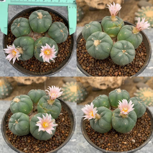 Lophophora williamsii size 6-7 cm ownroot