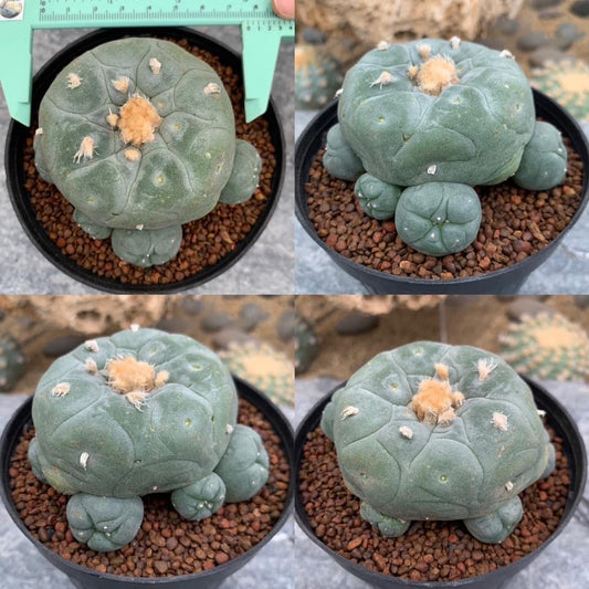 Lophophora williamsii size 6-7 cm ownroot