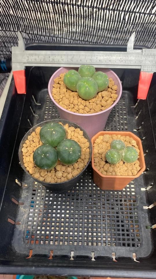 Twin 3 heads ,4 heads Lophophora williamsii size 6-7 cm ownroot