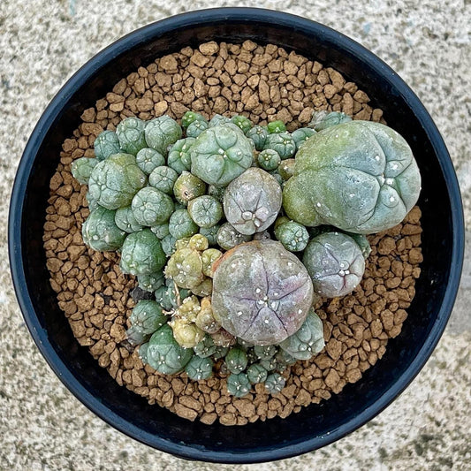 Lophophora williamsii size 6-7 cm ownroot