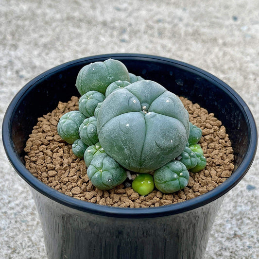 Lophophora williamsii size 6-7 cm ownroot