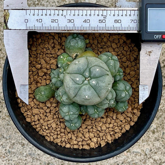 Lophophora williamsii size 6-7 cm ownroot