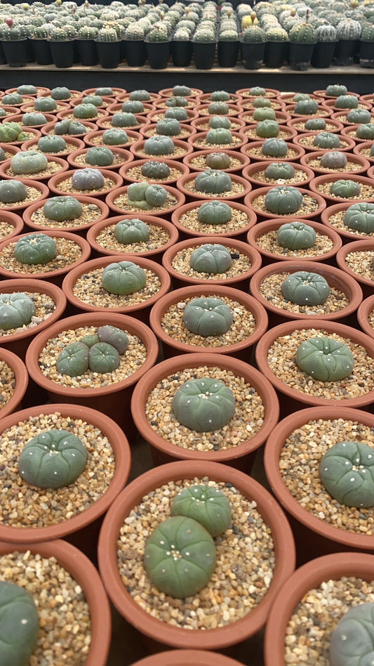 Lophophora williamsii size 4-5 cm 9-10 years old own root