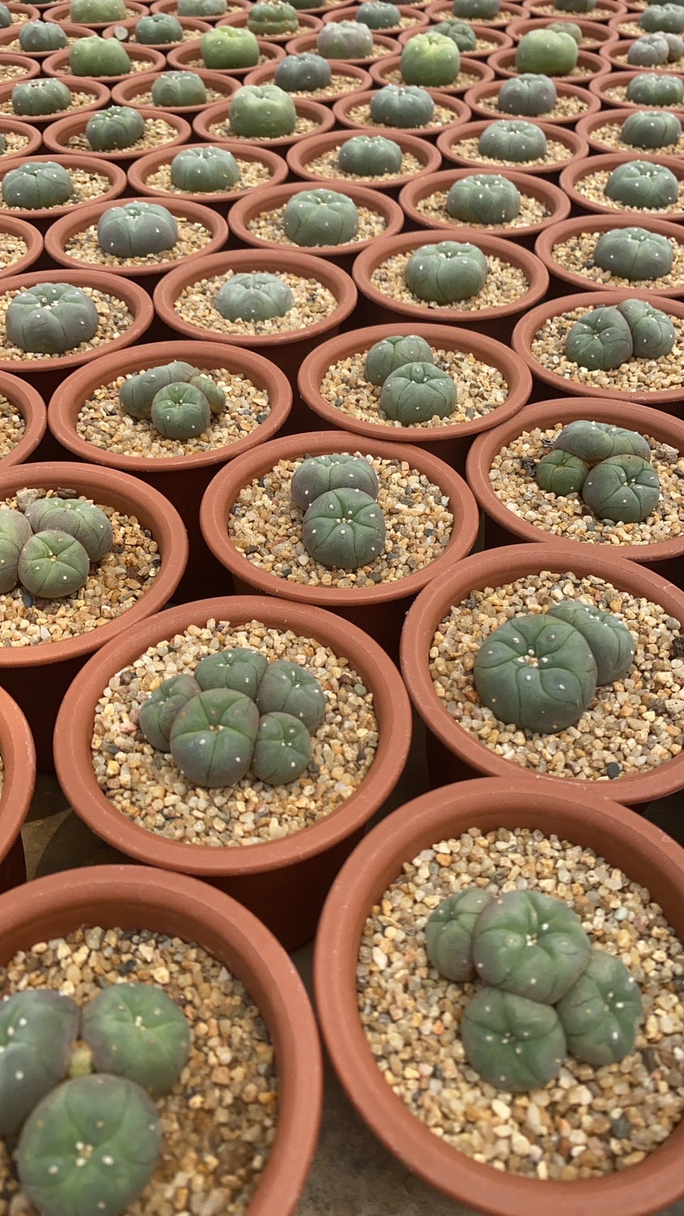 peyote cactus soil Lophophora williamsii size 4-5 cm 9-10 years old own root