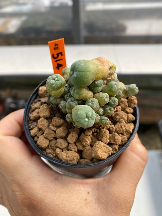 Lophophora williamsii caespitosa size 4-5 cm ownroot #lophophorawilliamsii