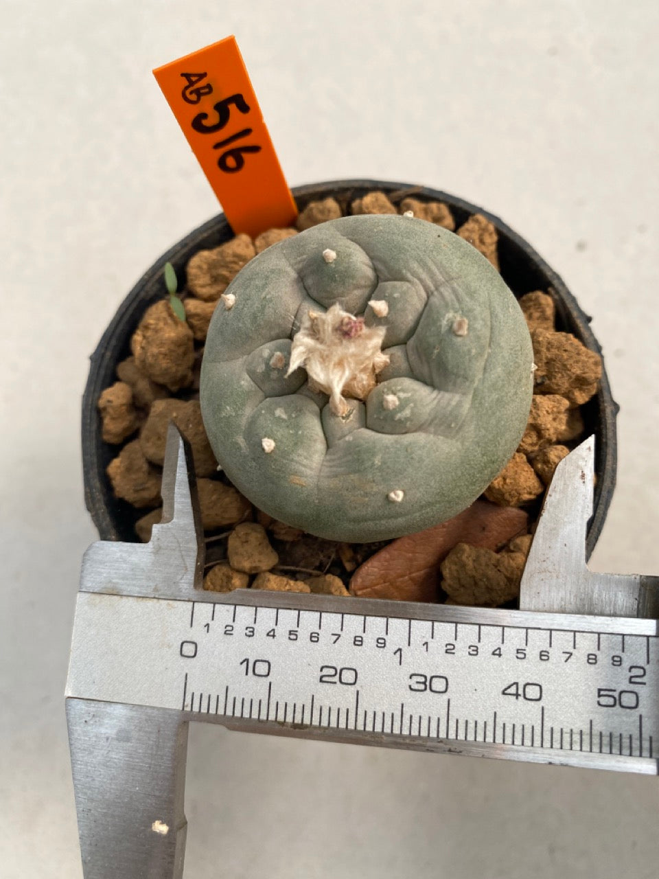 Lophophora williamsii size 5-6 cm ownroot #lophophorawilliamsii