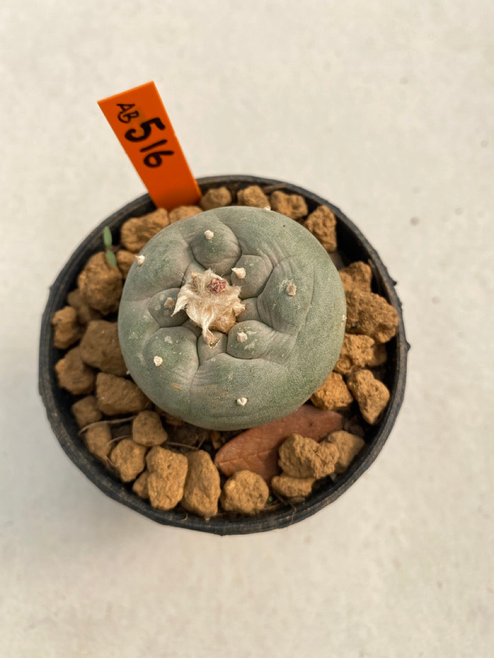 Lophophora williamsii size 5-6 cm ownroot #lophophorawilliamsii