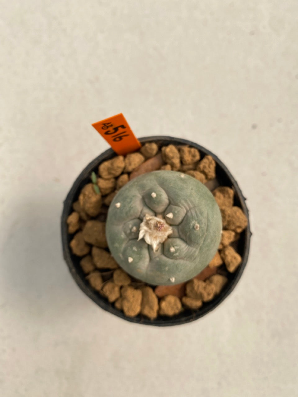 Lophophora williamsii size 5-6 cm ownroot #lophophorawilliamsii