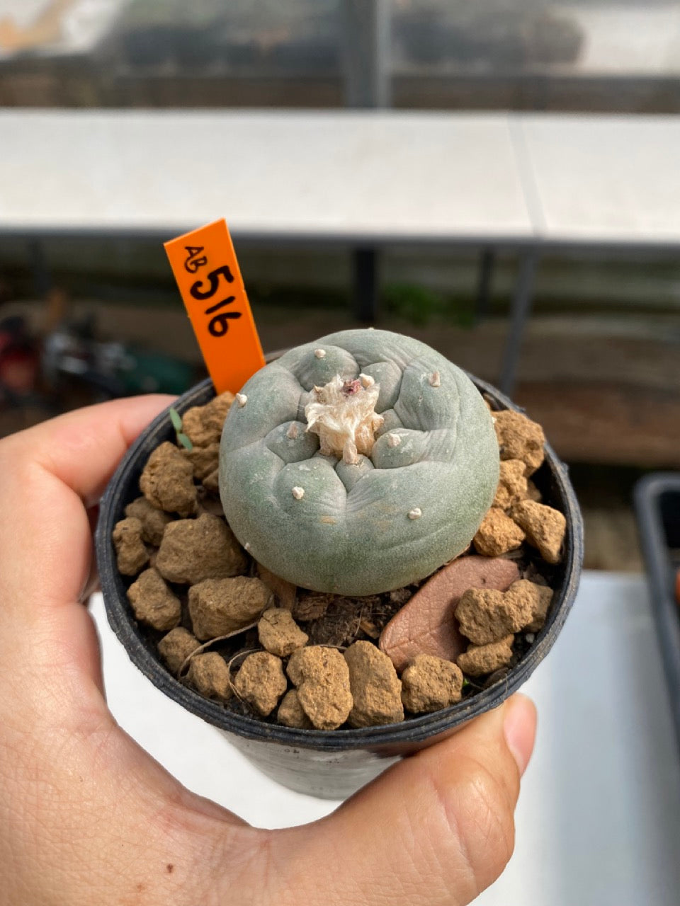 Lophophora williamsii size 5-6 cm ownroot #lophophorawilliamsii