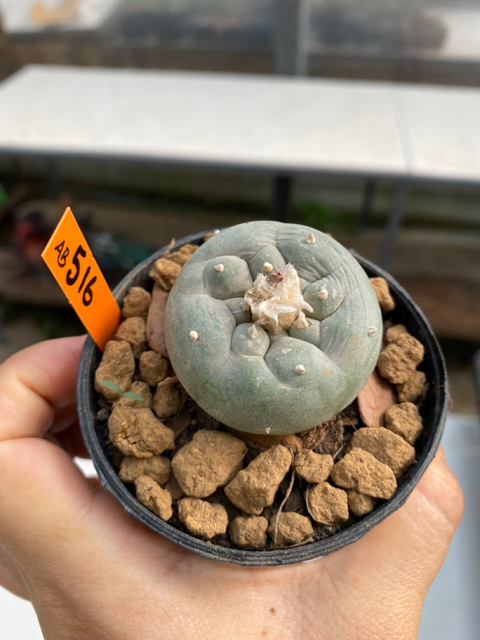 Lophophora williamsii size 5-6 cm ownroot #lophophorawilliamsii