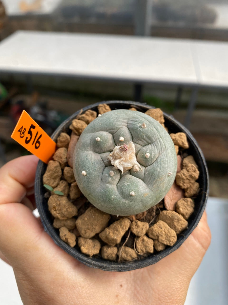 Lophophora williamsii size 5-6 cm ownroot #lophophorawilliamsii