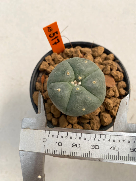 Lophophora williamsii size 5-6 cm ownroot #lophophorawilliamsii