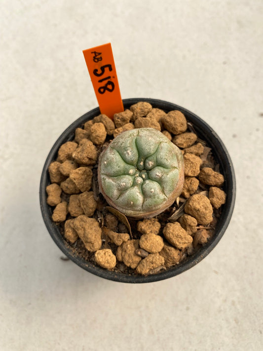 Lophophora williamsii size 5-6 cm ownroot #lophophorawilliamsii